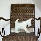 Felicity dog pillow on a rattan chair